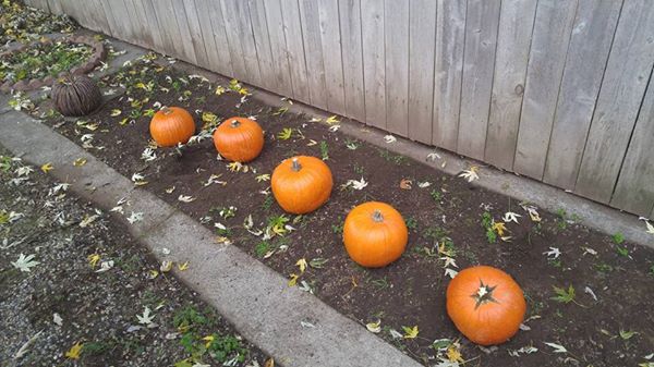 pumpkins.jpg